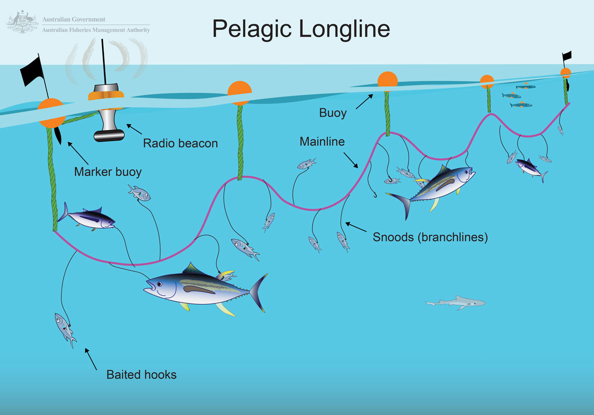 Pelagic-longline2.jpg
